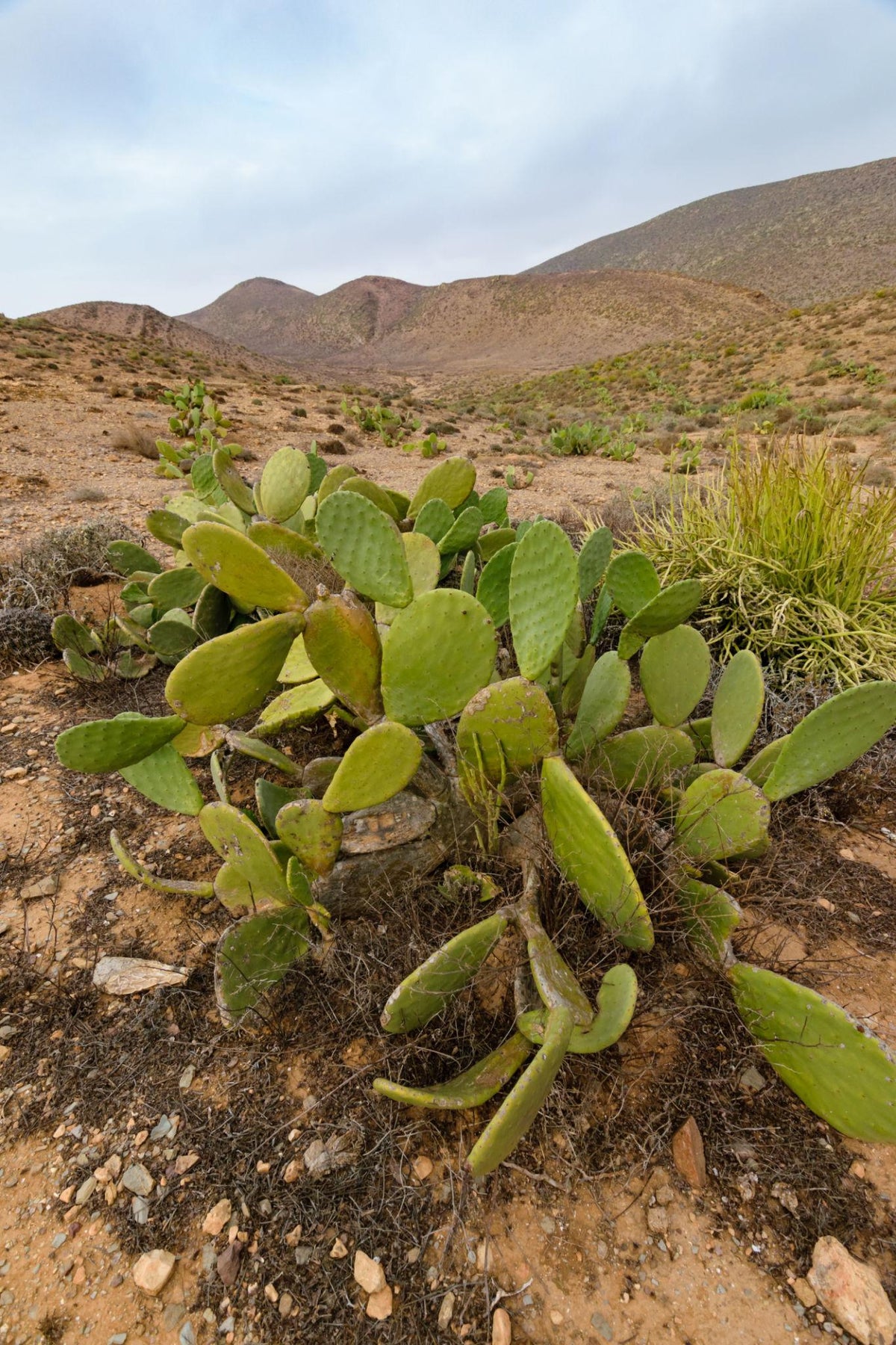 Épisode 5 — Quand le cactus devient une ressource